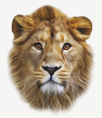 Realistic vector drawing of a lion's head (Panthera leo) on a white background