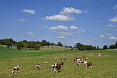 Montbéliarde cows grazing, Terres de Chaux, Doubs, France