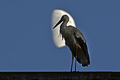 White stork (Ciconia ciconia) perched on an industrial building in downtown Audincourt, Doubs, France. Halta migration for the night, against day on crescent moon background.