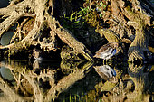 Common Snipe (Gallinago gallinago) at the shelter of a stump in the water, Brognard, natural area of the Allan, Doubs, France