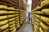 Comté cheese making, cheese grinders in a maturing cellar, Cheese factory, Damprichard, Doubs, France