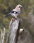 Eurasian Jay (Garrulus glandarius) with nut and Middle Spotted Woodpecker (Dendrocopos medius), Northern Vosges Regional Nature Park, France