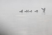 Tufted Duck (Aythya fuligula) group on water, Plobsheim, Alsace, France