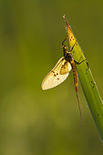 Mayfly (Ephemeroptera) on leaf, Erstein, Rhenish band, Alsace, France