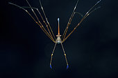 Arrow Crab (Stenorhynchus seticornis) parachuting down, Turneffe Atoll, Caribbean, Belize
