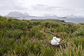 Wandering Albatross (Diomedea exulans) hatching on Prion Island in South Georgia.