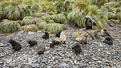 Antarctic Fur Seal Harem (Arctocephalus gazella), with the male at the top right, four females and 8 young (which means 4 more females are hunting at sea).