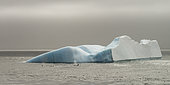 Killer whales (Orcinus orca) swimming along an iceberg in Antarctica