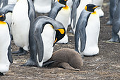 King Penguin (Aptenodytes patagonicus) chick "brooded" by one of his parents in a colony of South Georgia.