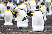 King Penguin (Aptenodytes patagonica) incubating their only egg and preening in a colony of South Georgia