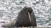 Walrus (Odobenus rosmarus) Male with a missing tusk on a beach, Svalbard