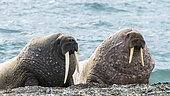 Walrus (Odobenus rosmarus) Males on a beach, Svalbard