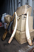 Pacific walrus tusks (Odobenus rosmarus divergens) collected by indigenous Chukchi hunters, Russia
