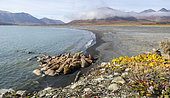 Pacific Walrus (Odobenus rosmarus divergens), Colony on a beach in the Russian Arctic.