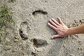 Footprint of an Indian Rhinoceros (Rhinoceros unicornis) compared to a human hand, Nepal