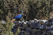 Himalayan Monal (Lophophorus impejanus) adult male, national emblem of Nepal