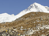 Wren (Troglodytes troglodytes) in an altitude environment in Himalayas, Nepal