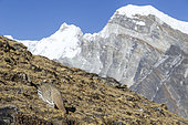 Tibetan snowcock (Tetraogallus tibetanus) in a high mountain environment in Himalayas, Nepal