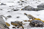 Tibetan snowcock (Tetraogallus tibetanus) on a frozen stream in high Himalayan mountain, Nepal
