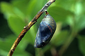 Chrysalis of two-tailed pasha butterfly