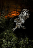Tawny Owl (Strix aluco) hunting in flight at night, Salamanca, Castilla y León, Spain