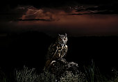 Eagle Owl (Bubo bubo) in front of storm at night, Salamanca, Castilla y León, Spain