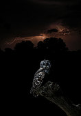 Tawny Owl (Strix aluco) in front of storm at night, Salamanca, Castilla y León, Spain