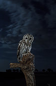 Tawny Owl (Strix aluco) at night, Salamanca, Castilla y León, Spain