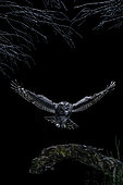 Tawny Owl (Strix aluco) hunting in flight at night, Salamanca, Castilla y León, Spain