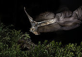 Tawny Owl (Strix aluco) hunting in flight at night, Salamanca, Castilla y León, Spain