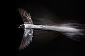 Barn Swallow (Hirundo rustica) in flight, Salamanca, Castilla y Leon, Spain