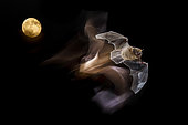 Pipistrelle commune (Pipistrellus pipistrellus) en vol devant la lune, Espagne