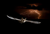 Common long-eared bat (Plecotus auritus) in flight in front of a storm at night, Salamanca, Castilla y León, Spain