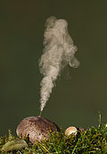 Common puffball (Lycoperdon perlatum) expelling spores, Spain