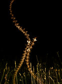 Codling Moth (Cydia pomonella) inflight at night, Spain