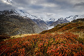 Shrubs of Blueberry (Vaccinium vitis idaea) and Whortleberry (Vaccinium myrtillus), the Gioberney valley in the background, the Chapelle-en-Valgaudemar, Ecrins National Park, Hautes-Alpes, France