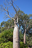 Bottle tree (Adansonia gregorii), Perth garden, WA, Australia