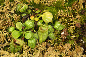 Albany pitcher plant (Cephalotus follicularis) Australia's Microendemic, Sydney Botanical Garden, NSW, Australia