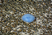 Jellyfish (Phyllorhiza peronlesueuri) ashore, Hamlin Pool, Shark Bay, WA, Australia