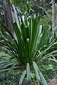 Giant Spear Lily (Doryanthes palmeri), Sydney, NSW, Australia