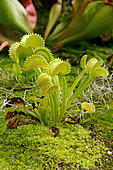 Venus flytrap (Dionaea muscipula), Sydney botanic garden, NSW, Australia