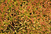 Pygmy sundew (Drosera roseana) endemic WA, Sydney botanic garden, NGS, Australie