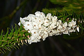 Snow wreath (Woollsia pungens), Sydney Manly, NGS, Australia