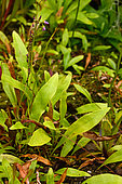 Bladderwort (Utricularia longifolia), Sydney Botanical Garden, NGS, Australia