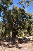 Moodjar (Nuytsia floribunda), Yanchep National Park, WA, Australia