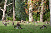 Western Gray Kangaroo (Macropus fuliginosus), Yanchep national park, WA, Australia