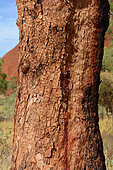 Desert bloodwood (Corymbia terminalis), Uluru, Red Center, NT, Australia