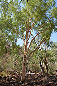 River red gum Eucalyptus (Eucalyptus camaldulensis), King Canyons, NT, Australia