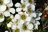 Tantoon (Leptospermum polygalifolium), Sydney, Manly, NGS, Australia