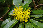 Golden penda (Xanthostemon chrysanthus), Sydney botanic garden, Australia